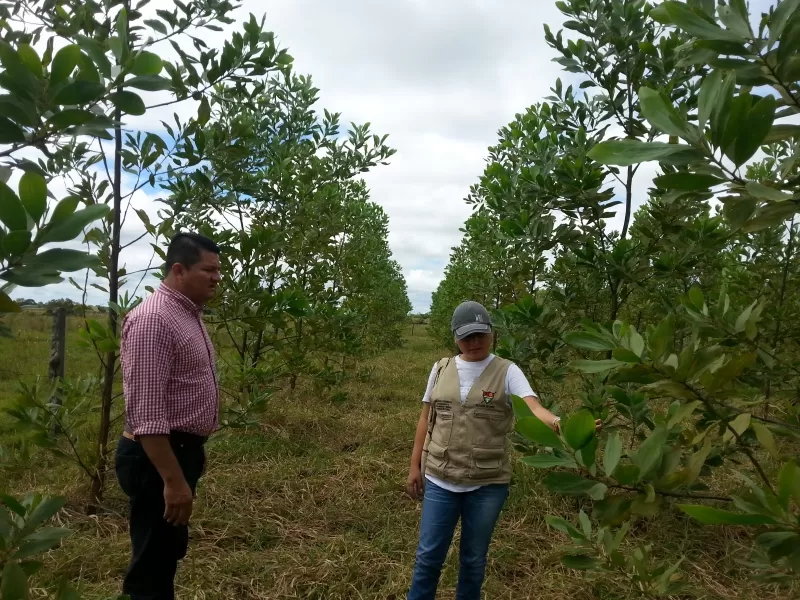 Los sectores de los Corregimientos de la Chaparrera, Morichal, Tilodirán y Punto Nuevo, se han beneficiado de este apoyo dado por la Administración municipal de Yopal.